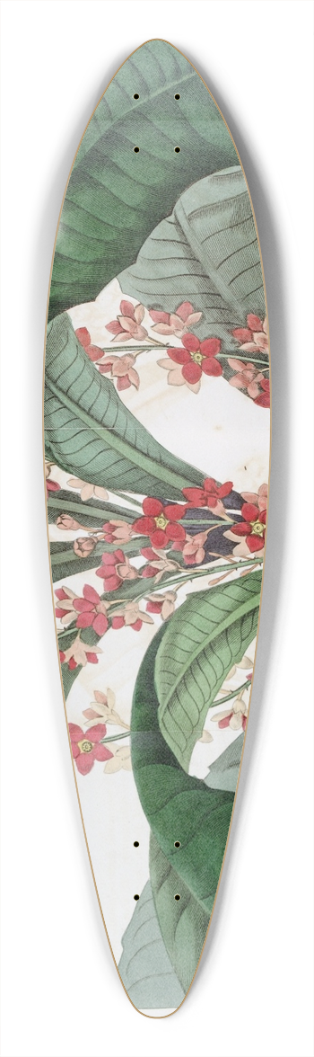 Sydenham Edwards - Elegant Clavija 39.3 inch art pintail longboard deck