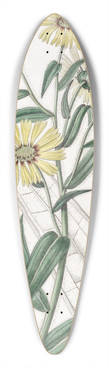Sydenham Edwards - Elegant Madia 39.3 inch art pintail longboard deck