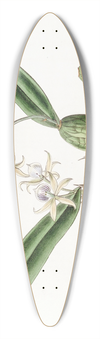 Sydenham Edwards - Emulous Epidendrum 39.3 inch art pintail longboard deck