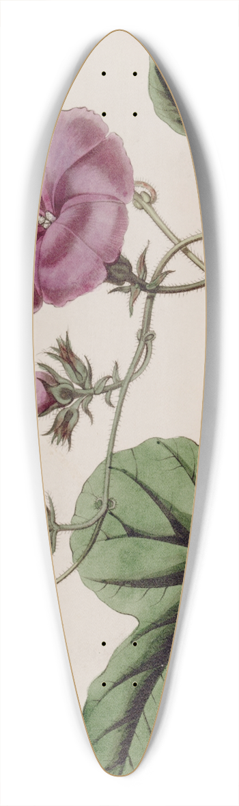 Sydenham Edwards - Fig-leaved Ipomaea 39.3 inch art pintail longboard deck