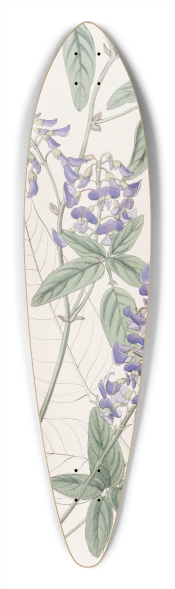 Sydenham Edwards - Finger-leaved Hardenbergia 39.3 inch art pintail longboard deck