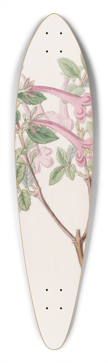 Sydenham Edwards - Florid Abelia 39.3 inch art pintail longboard deck