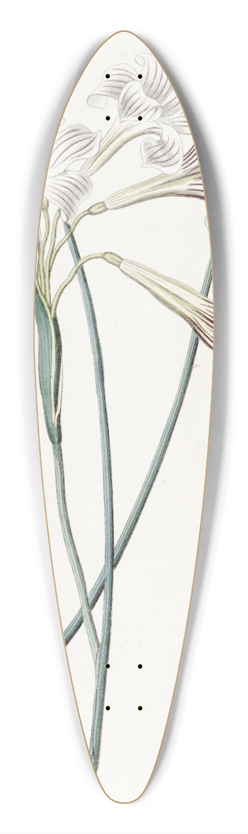 Sydenham Edwards - Fragrant Sisyrinchium 39.3 inch art pintail longboard deck