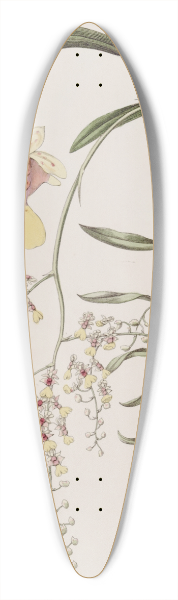 Sydenham Edwards - Frog Oncidium 39.3 inch art pintail longboard deck