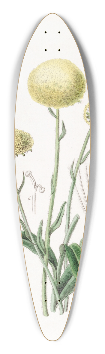 Sydenham Edwards - Glaucous Craspedia 39.3 inch art pintail longboard deck