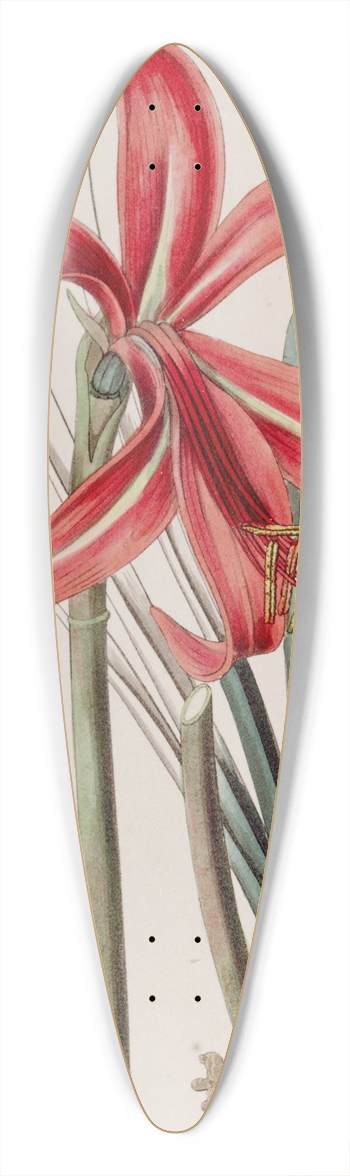 Sydenham Edwards - Glaucous Jacobean Lily 39.3 inch art pintail longboard deck