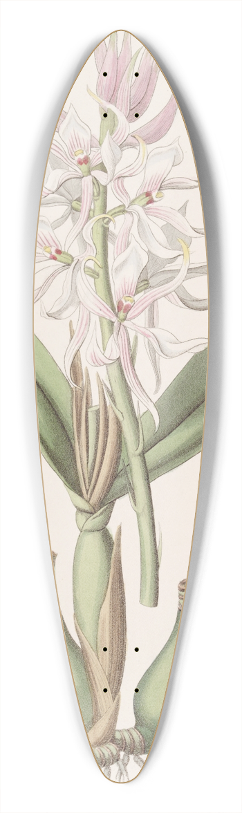 Sydenham Edwards - Glumaceous Epidendrum 39.3 inch art pintail longboard deck
