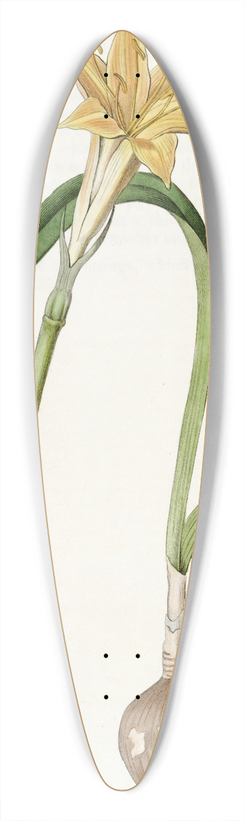 Sydenham Edwards - Golden Flame-lily 39.3 inch art pintail longboard deck