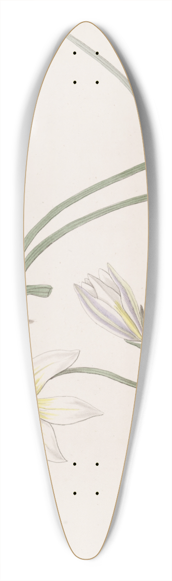 Sydenham Edwards - Greek Trichonemes 39.3 inch art pintail longboard deck