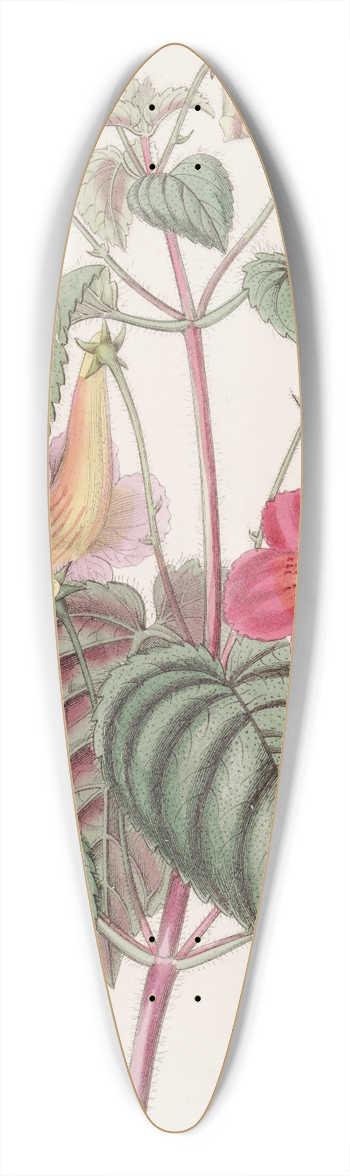 Sydenham Edwards - Hairy Achimenes 39.3 inch art pintail longboard deck