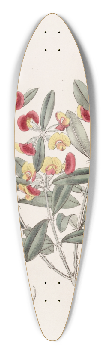 Sydenham Edwards - Headed Oxylobium 39.3 inch art pintail longboard deck