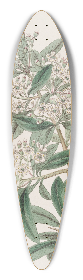 Sydenham Edwards - Indian Pyracantha 39.3 inch art pintail longboard deck