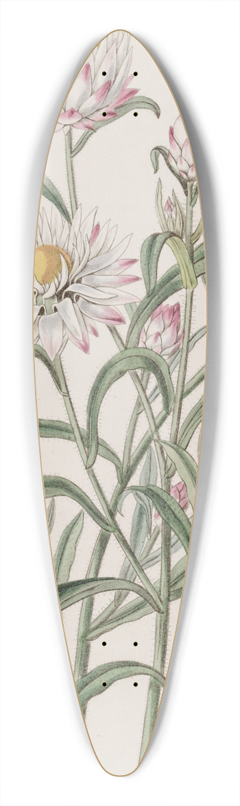 Sydenham Edwards - Large-flowered Helichrysum 39.3 inch art pintail longboard deck