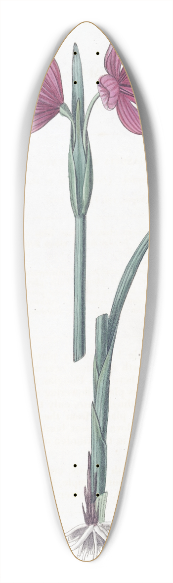 Sydenham Edwards - Large-flowered Sisyrinchium 39.3 inch art pintail longboard deck