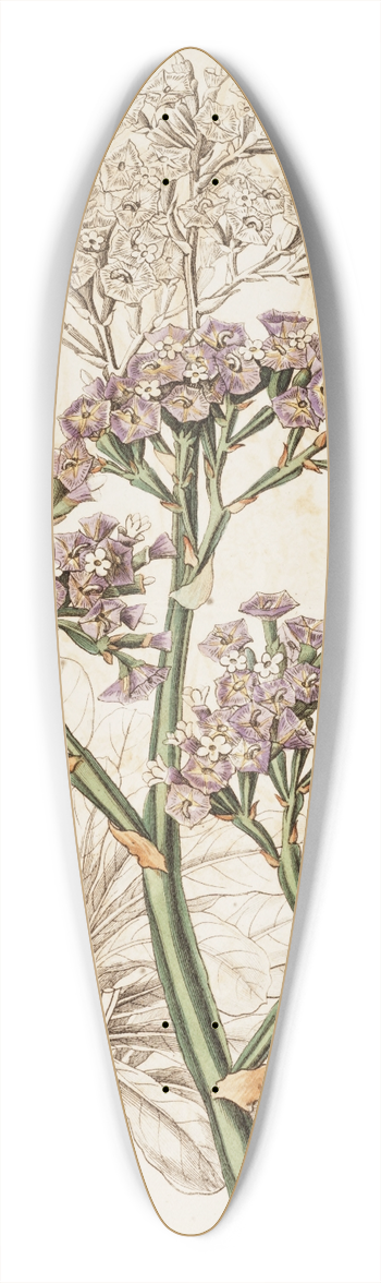 Sydenham Edwards - Large-leaved Sea Lavender 39.3 inch art pintail longboard deck