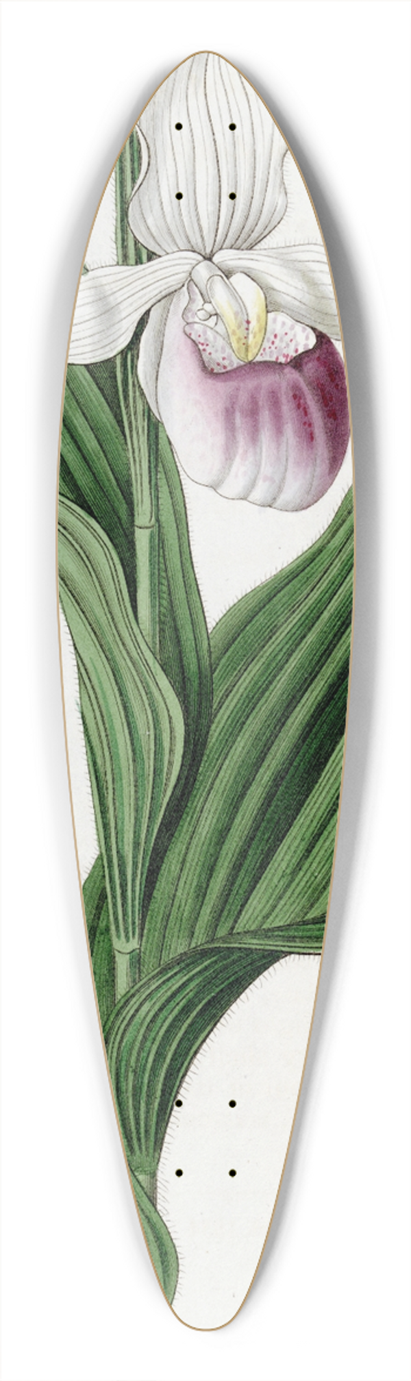 Sydenham Edwards - Large white Ladys Slipper 39.3 inch art pintail longboard deck