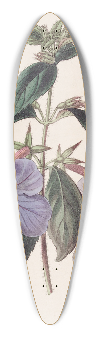 Sydenham Edwards - Long-flowered Achimenes 39.3 inch art pintail longboard deck