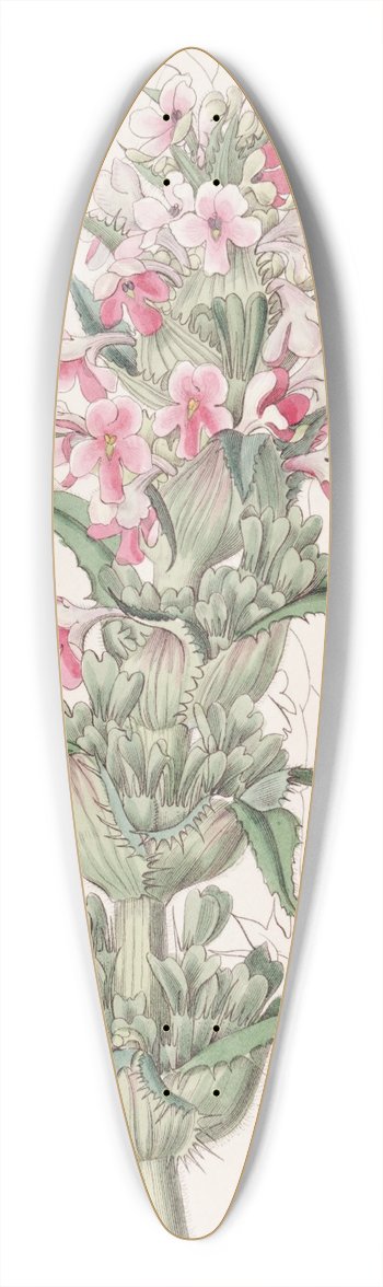 Sydenham Edwards - Long-leaved Morina 39.3 inch art pintail longboard deck