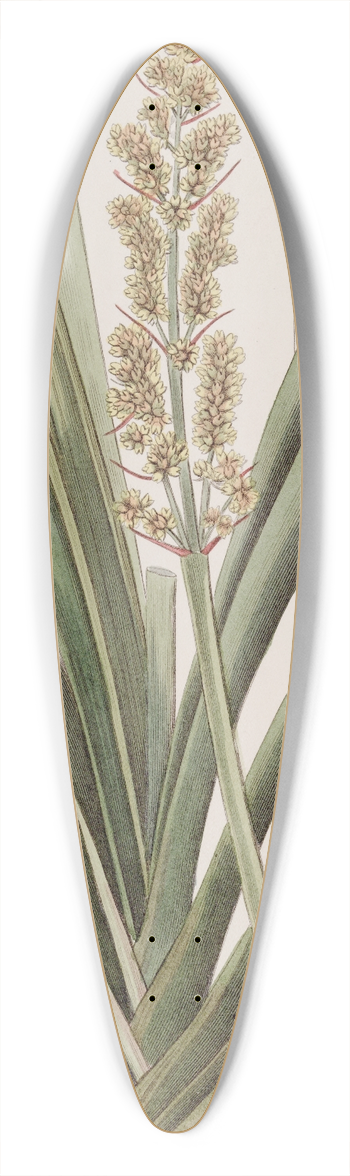 Sydenham Edwards - Long-leaved Xerotes 39.3 inch art pintail longboard deck