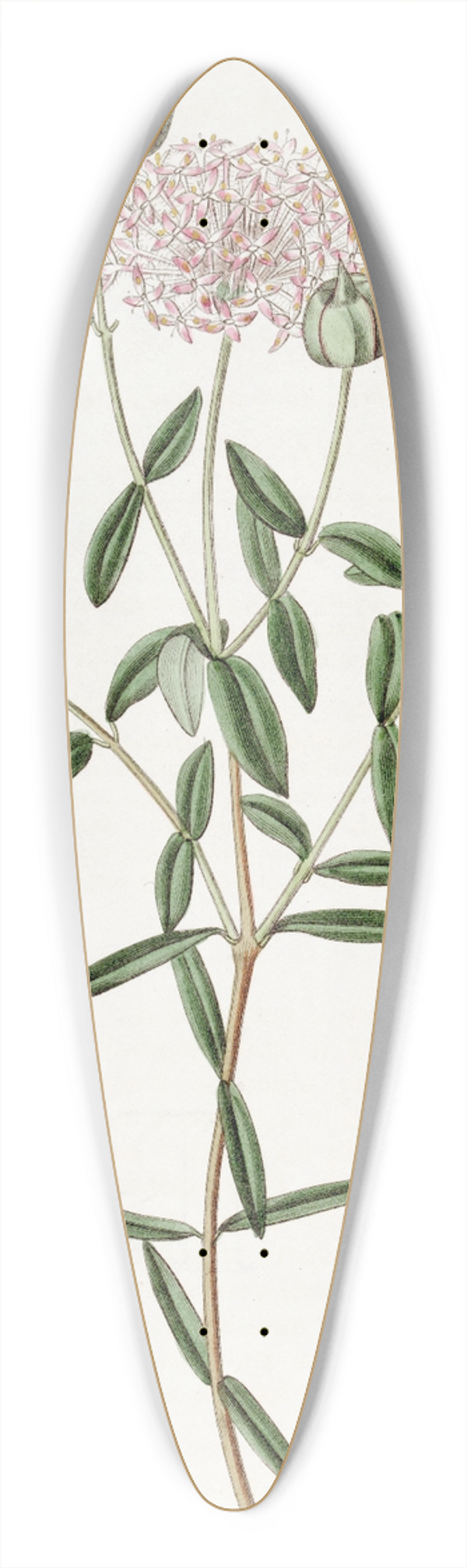 Sydenham Edwards - Long-stalked Pimelea 39.3 inch art pintail longboard deck