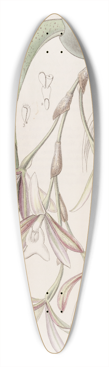 Sydenham Edwards - Loose-flowered Pilumna 39.3 inch art pintail longboard deck