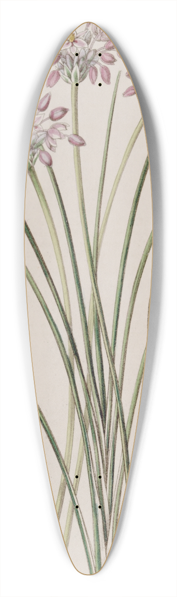 Sydenham Edwards - Loose-flowered Sowerbaea 39.3 inch art pintail longboard deck