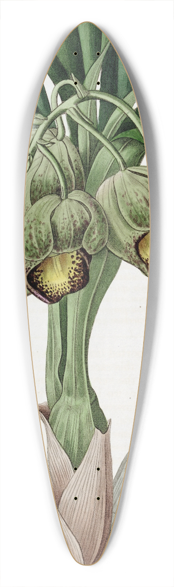 Sydenham Edwards - Lurid Catasetum 39.3 inch art pintail longboard deck