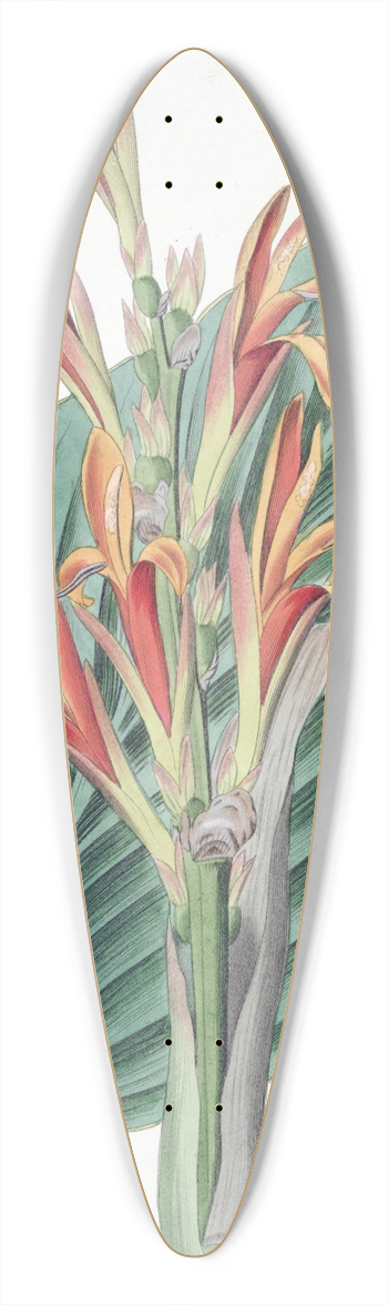 Sydenham Edwards - Mendoza Canna 39.3 inch art pintail longboard deck
