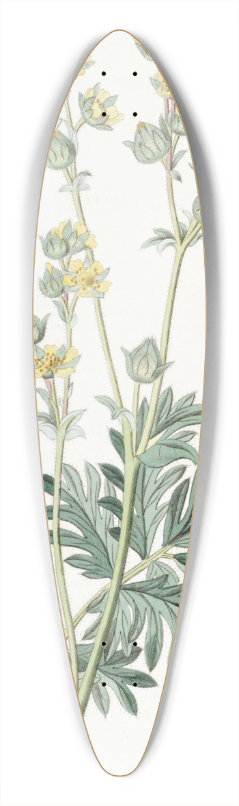 Sydenham Edwards - Misssouri Cinquefoil 39.3 inch art pintail longboard deck