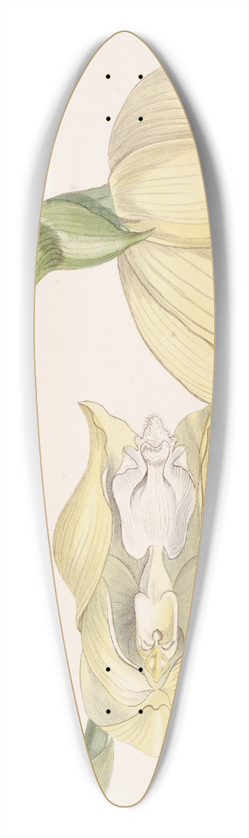 Sydenham Edwards - Mr. Clowess Anguloa 39.3 inch art pintail longboard deck