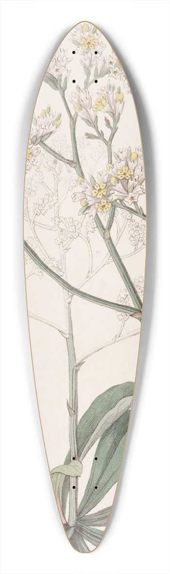 Sydenham Edwards - Mr. Fortunes Sea-Lavender 39.3 inch art pintail longboard deck