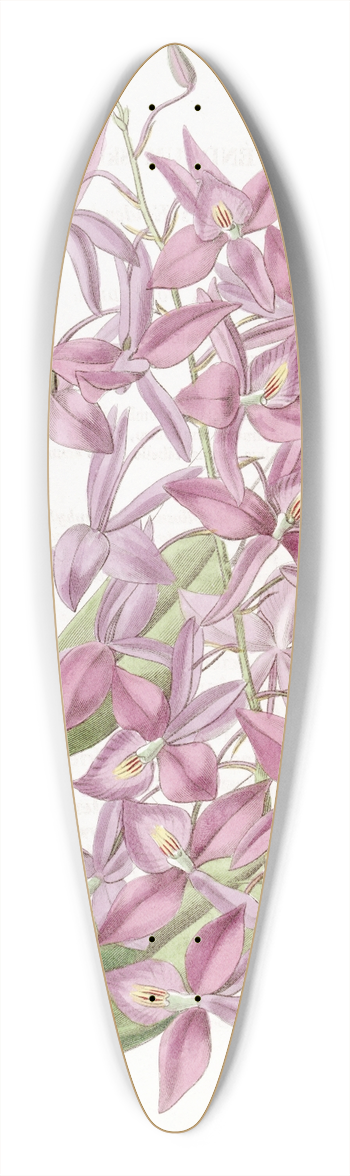 Sydenham Edwards - Mr. Skinners Epidendrum 39.3 inch art pintail longboard deck
