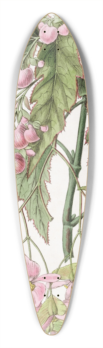 Sydenham Edwards - Noble-flowered Begonia 39.3 inch art pintail longboard deck