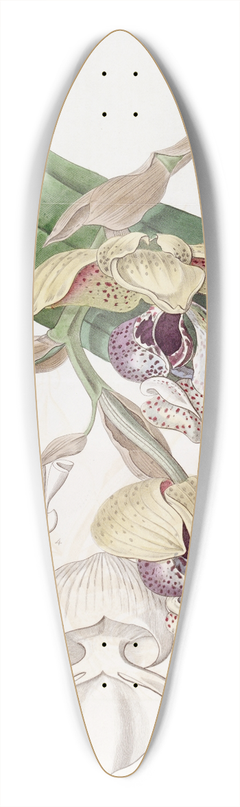 Sydenham Edwards - Noble Stanhopea 39.3 inch art pintail longboard deck