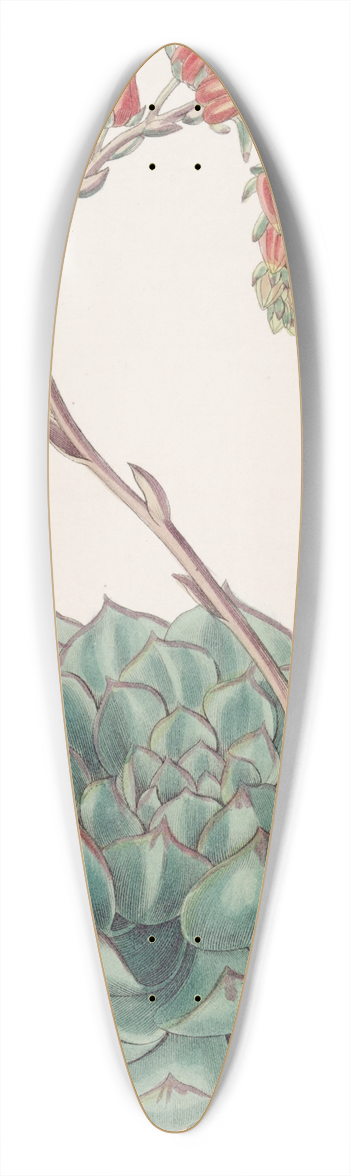 Sydenham Edwards - One-sided Echeveria 39.3 inch art pintail longboard deck