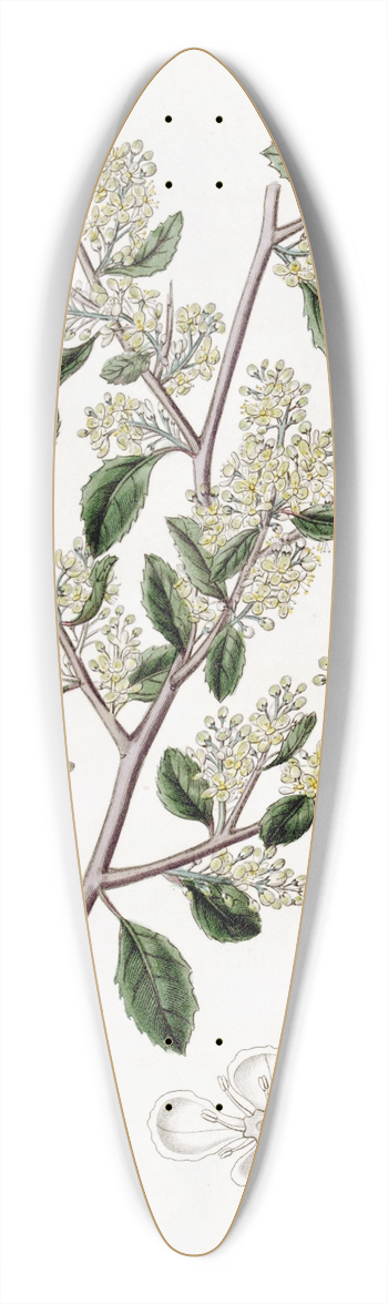 Sydenham Edwards - Ovate-leaved Duvaua 39.3 inch art pintail longboard deck