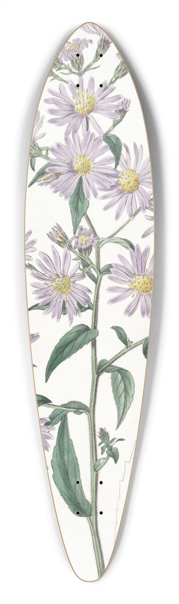 Sydenham Edwards - Pallid Aster 39.3 inch art pintail longboard deck