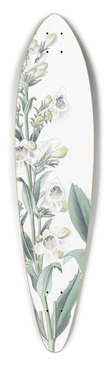 Sydenham Edwards - Parched Pentstemon 39.3 inch art pintail longboard deck