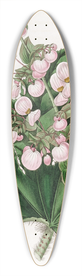Sydenham Edwards - Parsnip-leaved Begonia 39.3 inch art pintail longboard deck