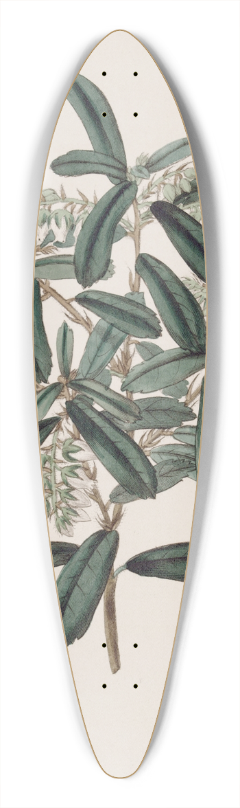 Sydenham Edwards - Phyllirea-leaved Andromeda 39.3 inch art pintail longboard deck