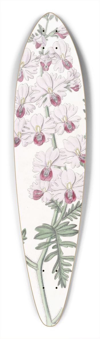 Sydenham Edwards - Pinnated Schizanthus 39.3 inch art pintail longboard deck