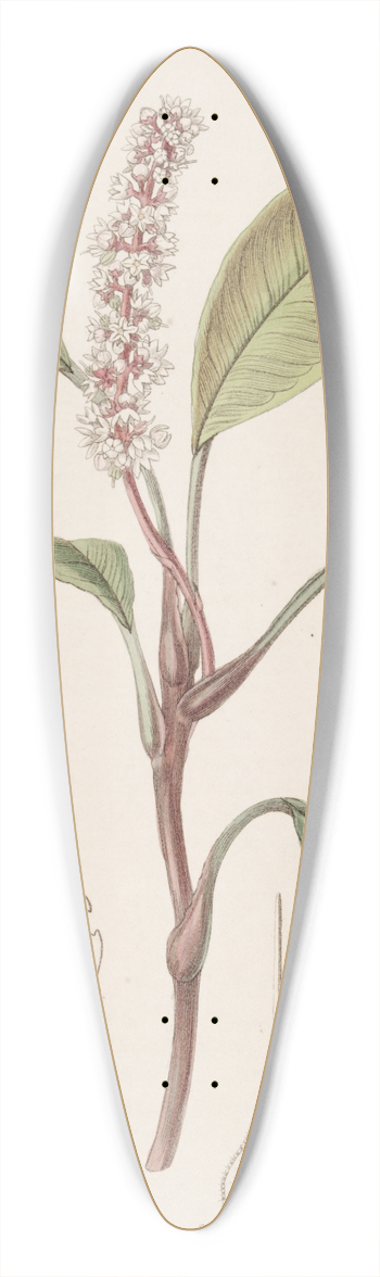 Sydenham Edwards - Pothos-like Spoonflower 39.3 inch art pintail longboard deck