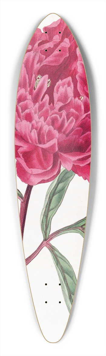 Sydenham Edwards - Pottss Chinese Paeony 39.3 inch art pintail longboard deck
