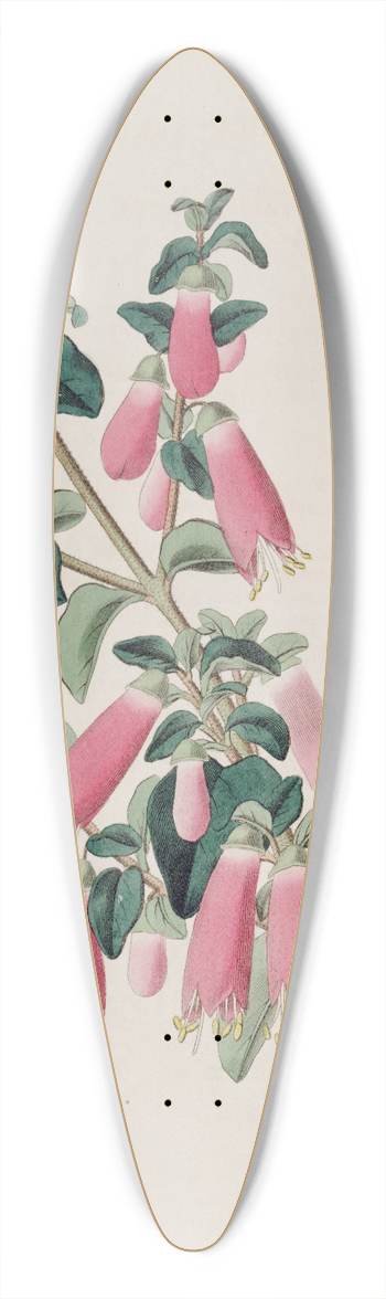 Sydenham Edwards - Pretty Correa 39.3 inch art pintail longboard deck