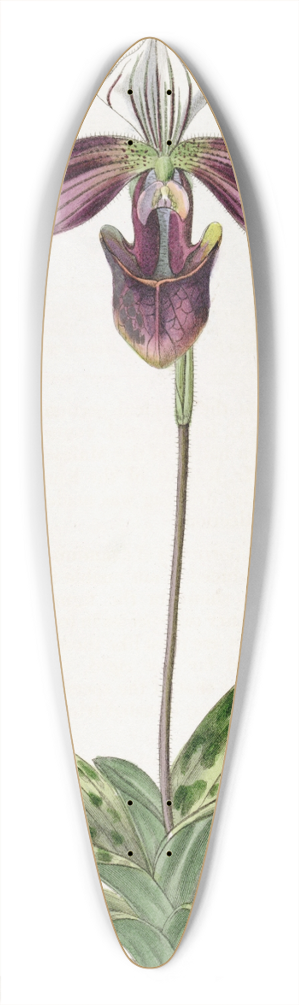 Sydenham Edwards - Purple-stained Ladys Slipper 39.3 inch art pintail longboard deck