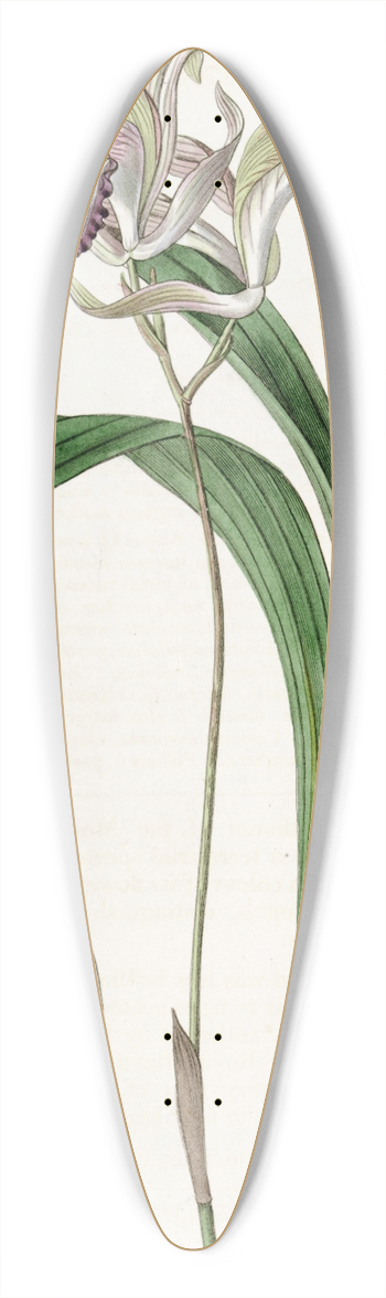 Sydenham Edwards - Reflexed Bletia 39.3 inch art pintail longboard deck