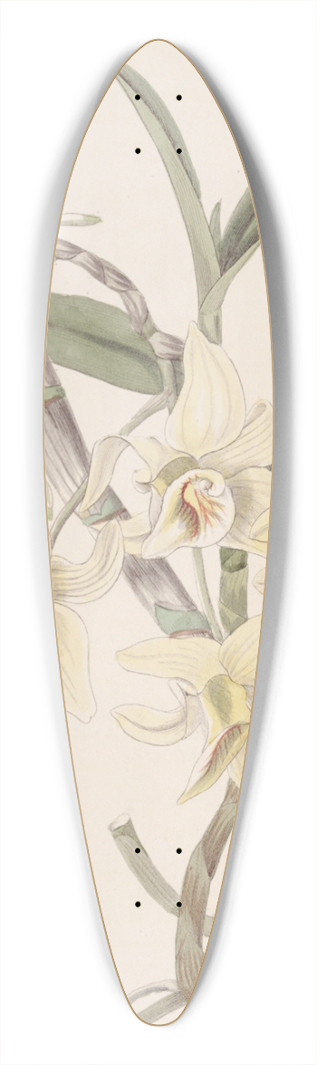 Sydenham Edwards - Rhomb-lipped Dendrobium 39.3 inch art pintail longboard deck