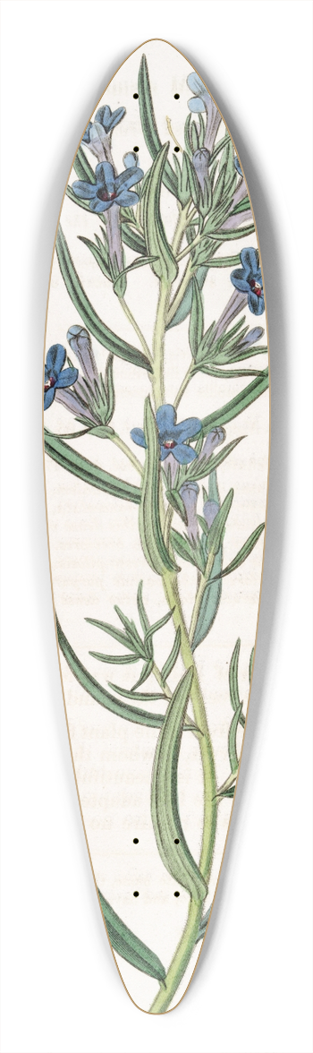 Sydenham Edwards - Rosemary-leaved Gromwell 39.3 inch art pintail longboard deck