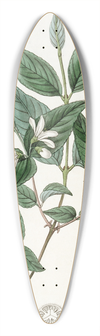 Sydenham Edwards - Rough-leaved Deutzia 39.3 inch art pintail longboard deck