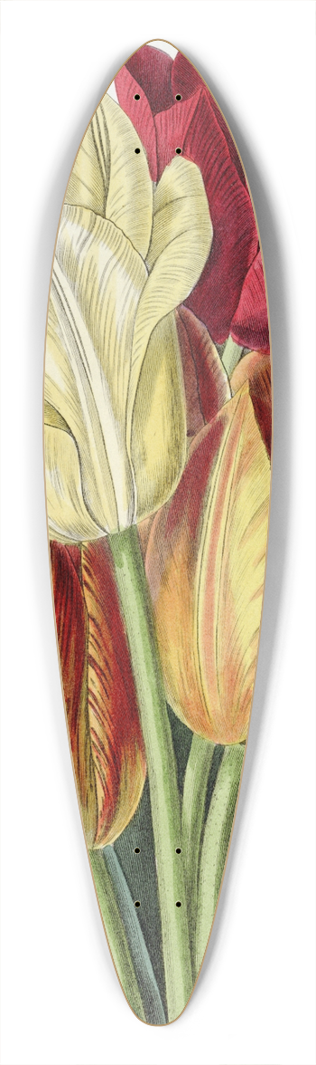 Sydenham Edwards - Rough-stemmed Tulip 39.3 inch art pintail longboard deck